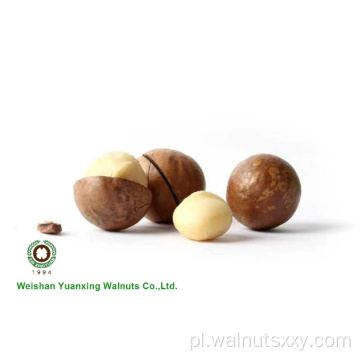 Wielkie rozmiarze orzechy makadamia w Shell Raw
